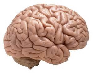 Brain--side view
