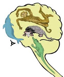 Triune brain cartoon